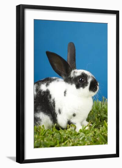Young Rex Rabbit-Maresa Pryor-Framed Photographic Print