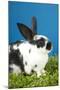 Young Rex Rabbit-Maresa Pryor-Mounted Photographic Print