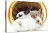 Young Rex Rabbits in Easter Basket-Maresa Pryor-Stretched Canvas