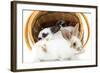 Young Rex Rabbits in Easter Basket-Maresa Pryor-Framed Photographic Print