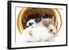 Young Rex Rabbits in Easter Basket-Maresa Pryor-Framed Photographic Print