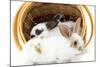 Young Rex Rabbits in Easter Basket-Maresa Pryor-Mounted Photographic Print