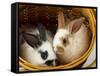 Young Rex Rabbits in Easter Basket-Maresa Pryor-Framed Stretched Canvas