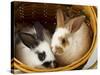 Young Rex Rabbits in Easter Basket-Maresa Pryor-Stretched Canvas