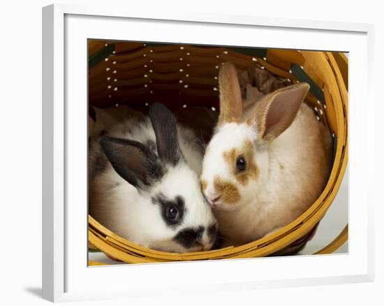 Young Rex Rabbits in Easter Basket-Maresa Pryor-Framed Photographic Print