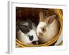 Young Rex Rabbits in Easter Basket-Maresa Pryor-Framed Photographic Print