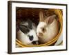 Young Rex Rabbits in Easter Basket-Maresa Pryor-Framed Photographic Print