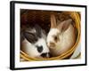 Young Rex Rabbits in Easter Basket-Maresa Pryor-Framed Photographic Print