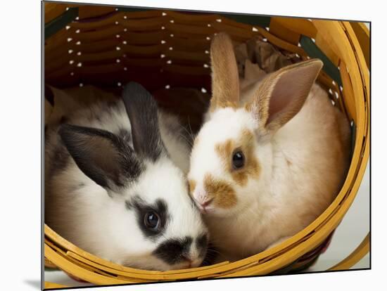 Young Rex Rabbits in Easter Basket-Maresa Pryor-Mounted Photographic Print