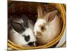 Young Rex Rabbits in Easter Basket-Maresa Pryor-Mounted Photographic Print