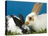 Young Rex Rabbits-Maresa Pryor-Stretched Canvas