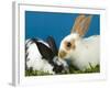 Young Rex Rabbits-Maresa Pryor-Framed Photographic Print