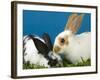 Young Rex Rabbits-Maresa Pryor-Framed Photographic Print