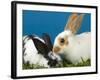 Young Rex Rabbits-Maresa Pryor-Framed Photographic Print