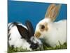 Young Rex Rabbits-Maresa Pryor-Mounted Photographic Print