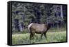 Young Roosevelt Bull-Art Wolfe-Framed Stretched Canvas