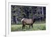 Young Roosevelt Bull-Art Wolfe-Framed Photographic Print