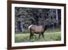 Young Roosevelt Bull-Art Wolfe-Framed Photographic Print