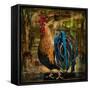 Young Rooster II-Jodi Monahan-Framed Stretched Canvas