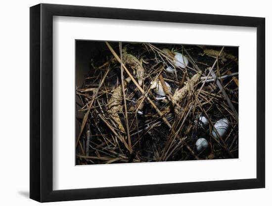 Young Saltwater Crocodiles and Eggs in Nest-W. Perry Conway-Framed Photographic Print