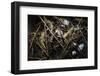 Young Saltwater Crocodiles and Eggs in Nest-W. Perry Conway-Framed Photographic Print