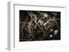 Young Saltwater Crocodiles and Eggs in Nest-W. Perry Conway-Framed Photographic Print