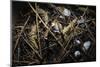 Young Saltwater Crocodiles and Eggs in Nest-W. Perry Conway-Mounted Photographic Print