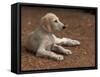 Young Saluki Puppy Lying Down-Adriano Bacchella-Framed Stretched Canvas