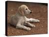 Young Saluki Puppy Lying Down-Adriano Bacchella-Stretched Canvas