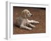 Young Saluki Puppy Lying Down-Adriano Bacchella-Framed Photographic Print