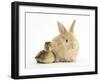 Young Sandy Lop Rabbit and Mallard Duckling Sitting Next to Each Other-Mark Taylor-Framed Photographic Print