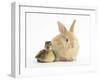 Young Sandy Lop Rabbit and Mallard Duckling Sitting Next to Each Other-Mark Taylor-Framed Photographic Print