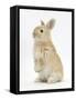 Young Sandy Rabbit Standing Up on its Haunches-Mark Taylor-Framed Stretched Canvas