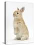 Young Sandy Rabbit Standing Up on its Haunches-Mark Taylor-Stretched Canvas