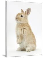 Young Sandy Rabbit Standing Up on its Haunches-Mark Taylor-Stretched Canvas