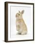 Young Sandy Rabbit Standing Up on its Haunches-Mark Taylor-Framed Photographic Print