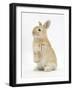 Young Sandy Rabbit Standing Up on its Haunches-Mark Taylor-Framed Photographic Print