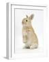 Young Sandy Rabbit Standing Up on its Haunches-Mark Taylor-Framed Photographic Print