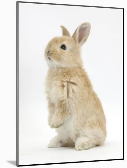 Young Sandy Rabbit Standing Up on its Haunches-Mark Taylor-Mounted Photographic Print