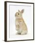 Young Sandy Rabbit Standing Up on its Haunches-Mark Taylor-Framed Photographic Print