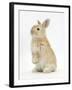 Young Sandy Rabbit Standing Up on its Haunches-Mark Taylor-Framed Photographic Print