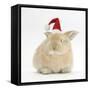 Young Sandy Rabbit Wearing a Father Christmas Hat-Mark Taylor-Framed Stretched Canvas