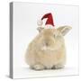 Young Sandy Rabbit Wearing a Father Christmas Hat-Mark Taylor-Stretched Canvas