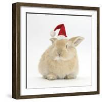 Young Sandy Rabbit Wearing a Father Christmas Hat-Mark Taylor-Framed Photographic Print