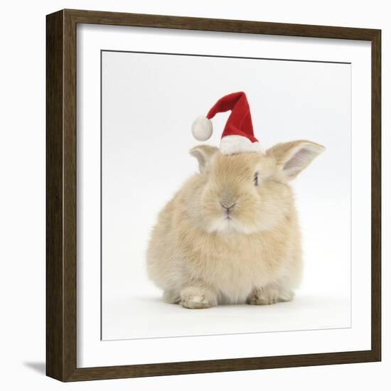 Young Sandy Rabbit Wearing a Father Christmas Hat-Mark Taylor-Framed Photographic Print