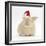 Young Sandy Rabbit Wearing a Father Christmas Hat-Mark Taylor-Framed Photographic Print