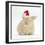 Young Sandy Rabbit Wearing a Father Christmas Hat-Mark Taylor-Framed Photographic Print