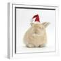 Young Sandy Rabbit Wearing a Father Christmas Hat-Mark Taylor-Framed Photographic Print