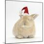 Young Sandy Rabbit Wearing a Father Christmas Hat-Mark Taylor-Mounted Photographic Print