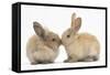 Young Sandy Rabbits Kissing-Mark Taylor-Framed Stretched Canvas